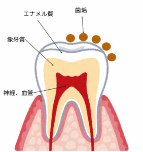 歯の構造